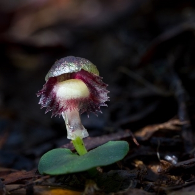 Corysanthes grumula (Stately helmet orchid) at Cotter River, ACT - 19 Aug 2014 by TobiasHayashi