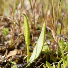 Ophioglossum lusitanicum (Adder's Tongue) at Majura, ACT - 14 Sep 2014 by AaronClausen