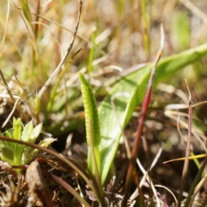 Ophioglossum lusitanicum at Majura, ACT - 14 Sep 2014 02:25 PM