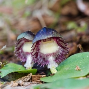 Corysanthes grumula at suppressed - suppressed