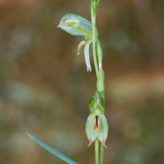 Bunochilus umbrinus (Broad-sepaled Leafy Greenhood) at Cotter River, ACT - 19 Aug 2014 by TobiasHayashi