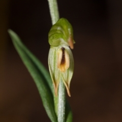 Bunochilus montanus (Montane Leafy Greenhood) at Lower Cotter Catchment - 19 Aug 2014 by TobiasHayashi