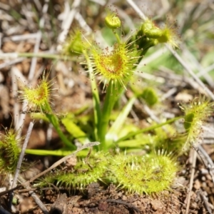 Drosera sp. at Majura, ACT - 14 Sep 2014 01:10 PM