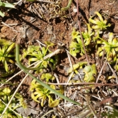 Drosera sp. at Majura, ACT - 14 Sep 2014