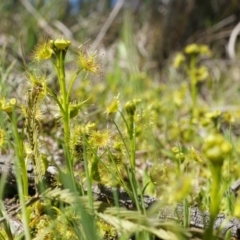 Drosera sp. (A Sundew) at Majura, ACT - 14 Sep 2014 by AaronClausen