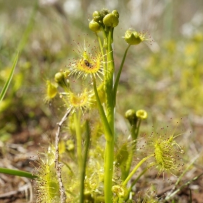 Drosera sp. (A Sundew) at Majura, ACT - 14 Sep 2014 by AaronClausen