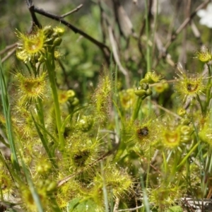 Drosera sp. at Majura, ACT - 14 Sep 2014