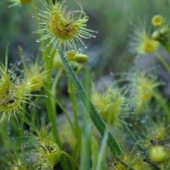 Drosera sp. (A Sundew) at Majura, ACT - 14 Sep 2014 by AaronClausen