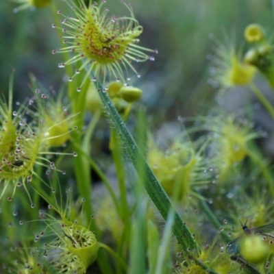 Drosera sp. (A Sundew) at Majura, ACT - 14 Sep 2014 by AaronClausen