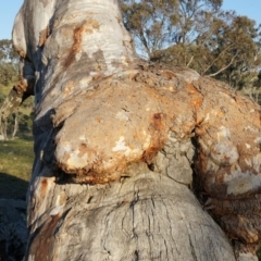 Eucalyptus rossii (Inland Scribbly Gum) at Majura, ACT - 14 Sep 2014 by AaronClausen