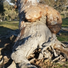 Eucalyptus rossii at Majura, ACT - 14 Sep 2014