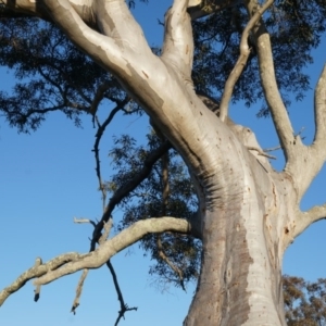 Eucalyptus rossii at Majura, ACT - 14 Sep 2014