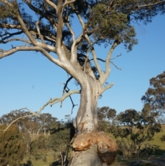 Eucalyptus rossii at Kenny, ACT - 14 Sep 2014