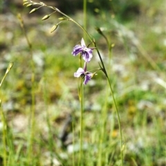 Arthropodium fimbriatum (Nodding Chocolate Lily) at Tuggeranong Hill - 9 Nov 2000 by michaelb