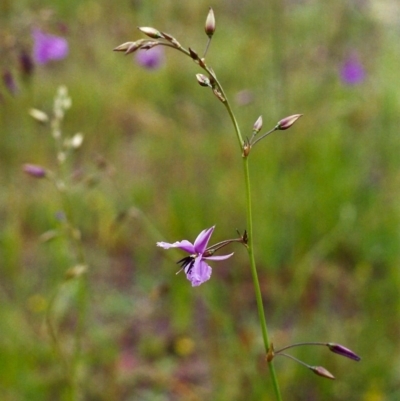 Arthropodium fimbriatum (Nodding Chocolate Lily) at Tuggeranong Hill - 15 Nov 1999 by michaelb