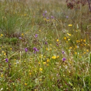 Arthropodium fimbriatum at Conder, ACT - 27 Nov 1999