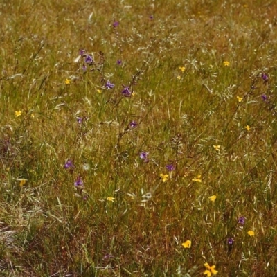 Arthropodium fimbriatum (Nodding Chocolate Lily) at Conder, ACT - 27 Nov 1999 by MichaelBedingfield