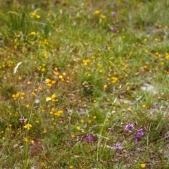 Arthropodium fimbriatum (Nodding Chocolate Lily) at Tuggeranong Hill - 26 Nov 1999 by michaelb