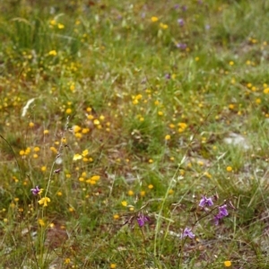 Arthropodium fimbriatum at Conder, ACT - 27 Nov 1999