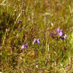 Arthropodium fimbriatum (Nodding Chocolate Lily) at Conder, ACT - 11 Nov 2000 by michaelb