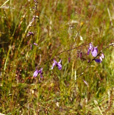 Arthropodium fimbriatum (Nodding Chocolate Lily) at Conder, ACT - 11 Nov 2000 by michaelb