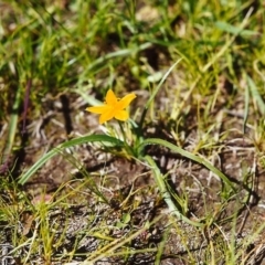 Hypoxis hygrometrica (Golden Weather-grass) at Tuggeranong Hill - 31 Oct 1999 by michaelb