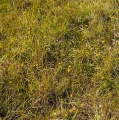 Hypoxis hygrometrica (Golden Weather-grass) at Tuggeranong Hill - 6 Jan 2000 by michaelb