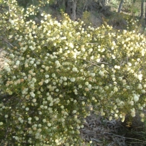 Acacia ulicifolia at Farrer Ridge - 13 Sep 2014