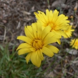 Microseris walteri at Farrer, ACT - 15 Sep 2014