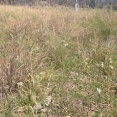 Wurmbea dioica subsp. dioica at Acton, ACT - 15 Sep 2014