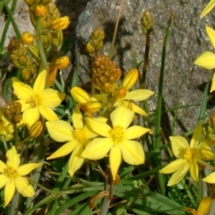 Bulbine bulbosa (Golden Lily) at Farrer Ridge - 14 Sep 2014 by julielindner