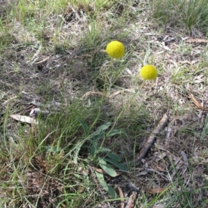 Craspedia variabilis at Acton, ACT - suppressed