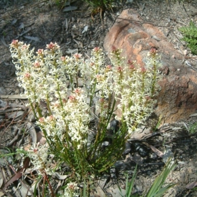 Stackhousia monogyna (Creamy Candles) at Farrer, ACT - 14 Sep 2014 by julielindner