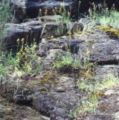 Bulbine glauca (Rock Lily) at Conder, ACT - 9 Nov 2000 by michaelb