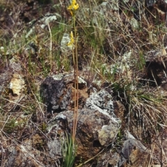 Bulbine glauca (Rock Lily) at Banks, ACT - 23 Sep 2000 by MichaelBedingfield