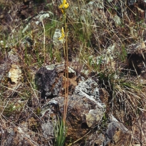 Bulbine glauca at Banks, ACT - 23 Sep 2000 12:00 AM