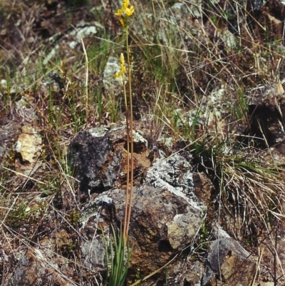 Bulbine glauca (Rock Lily) at Banks, ACT - 22 Sep 2000 by michaelb