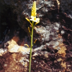 Bulbine glauca at Banks, ACT - 23 Sep 2000 12:00 AM