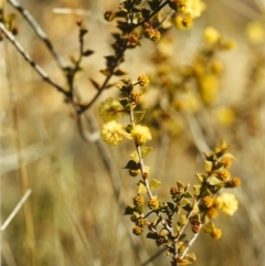 Acacia gunnii (Ploughshare Wattle) at Conder, ACT - 5 Aug 1999 by MichaelBedingfield