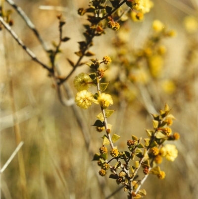 Acacia gunnii (Ploughshare Wattle) at Conder, ACT - 5 Aug 1999 by MichaelBedingfield