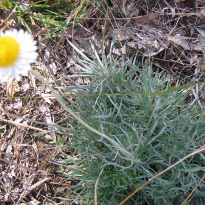 Leucochrysum albicans subsp. tricolor (Hoary Sunray) at Mount Ainslie to Black Mountain - 14 Sep 2014 by TimYiu