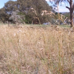 Themeda triandra (Kangaroo Grass) at Mount Ainslie to Black Mountain - 14 Sep 2014 by TimYiu