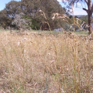 Themeda triandra at Acton, ACT - 15 Sep 2014 12:00 AM