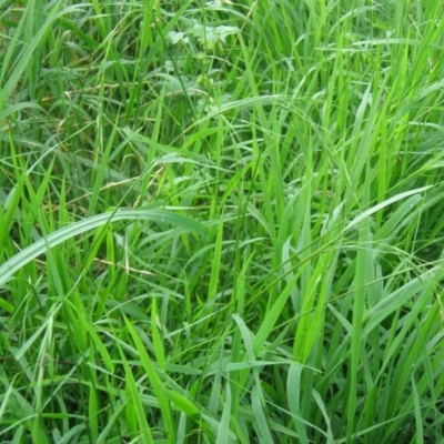 Microlaena stipoides (Weeping Grass) at Mount Ainslie to Black Mountain - 14 Sep 2014 by TimYiu