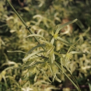 Clematis leptophylla at Theodore, ACT - 13 Sep 2014