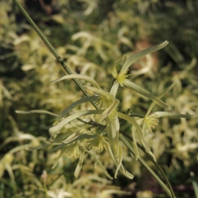 Clematis leptophylla (Small-leaf Clematis, Old Man's Beard) at Tuggeranong Hill - 13 Sep 2014 by michaelb