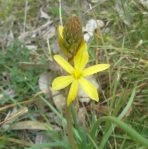 Bulbine bulbosa at Wanniassa, ACT - 12 Sep 2014