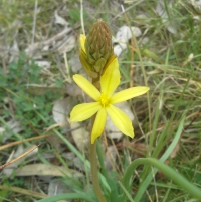 Bulbine bulbosa (Golden Lily, Bulbine Lily) at Wanniassa, ACT - 12 Sep 2014 by JoshMulvaney