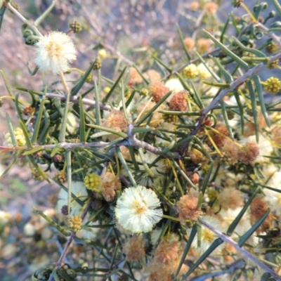 Acacia ulicifolia (Prickly Moses) at Theodore, ACT - 13 Sep 2014 by MichaelBedingfield