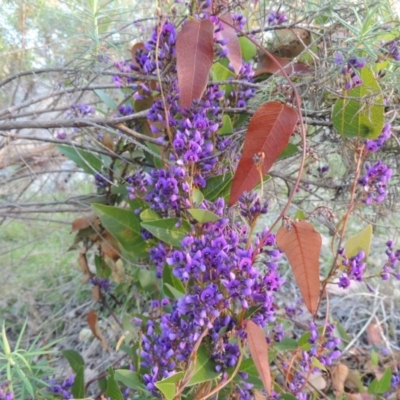 Hardenbergia violacea (False Sarsaparilla) at Theodore, ACT - 13 Sep 2014 by MichaelBedingfield